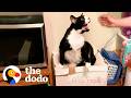 This Cat Tolerates Mom’s Boyfriend — From Across The Room | The Dodo