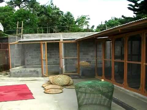  Kandang  Ayam  Bangkok Mewah Tentang Kolam Kandang  Ternak