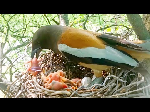 Cuckoo baby is throwing the baby out of the nest, mother picked up the baby @beautyofnature4988