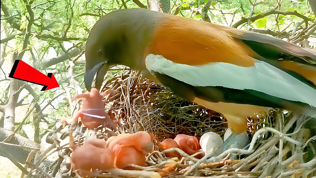 Cuckoo baby is throwing the baby out of the nest, mother picked up the baby @beautyofnature4988