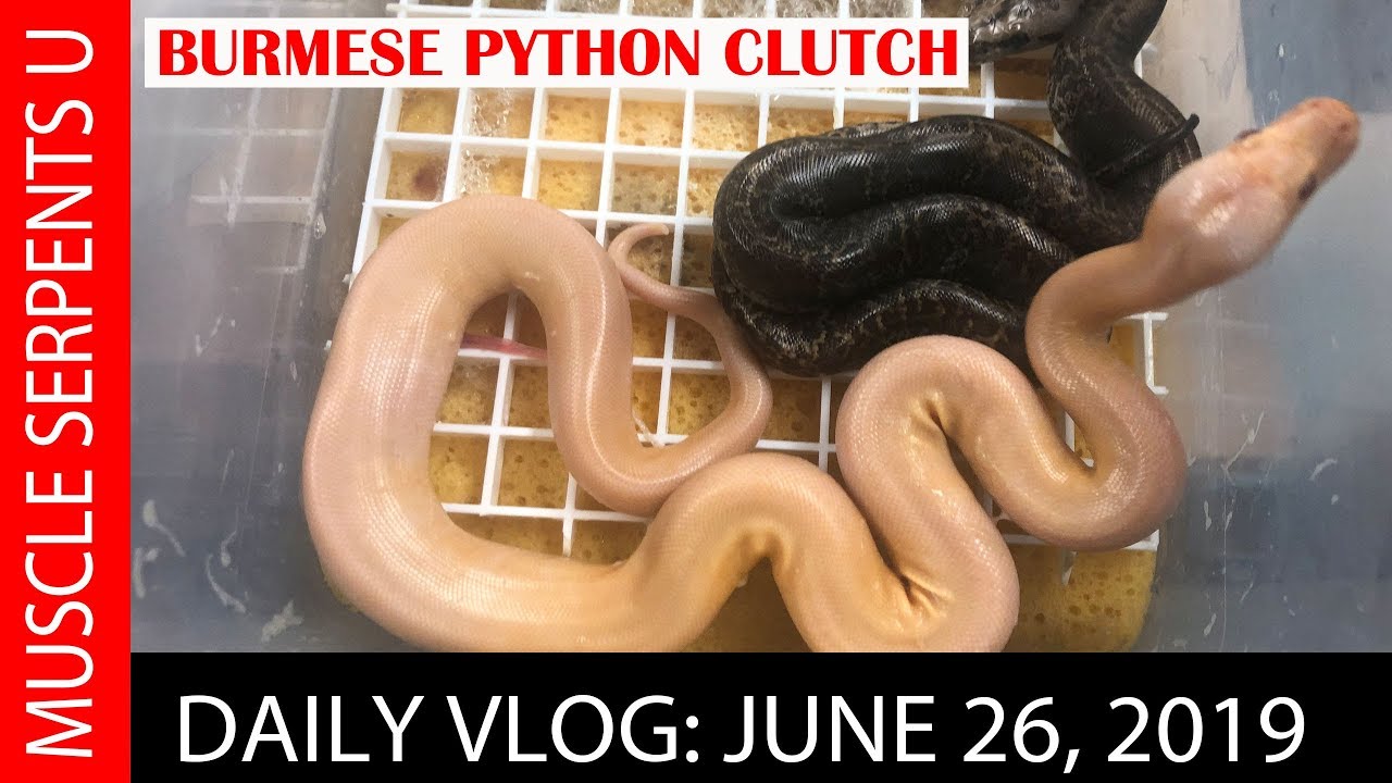 CRAZY BURMESE PYTHON MORPHS: June 26, 2019 - YouTube
