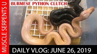 CRAZY BURMESE PYTHON MORPHS: June 26, 2019