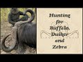 Hunting for Buffalo, Duiker and Zebra