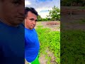 Olha a conta melancia #Roça #Melancia