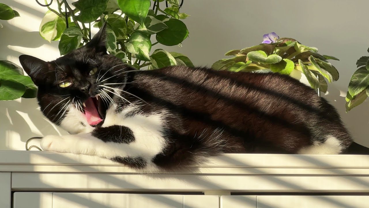 "I'm living on the edge, human"