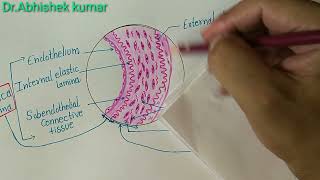 Histology of muscular artery /medium-sized artery /distributing artery