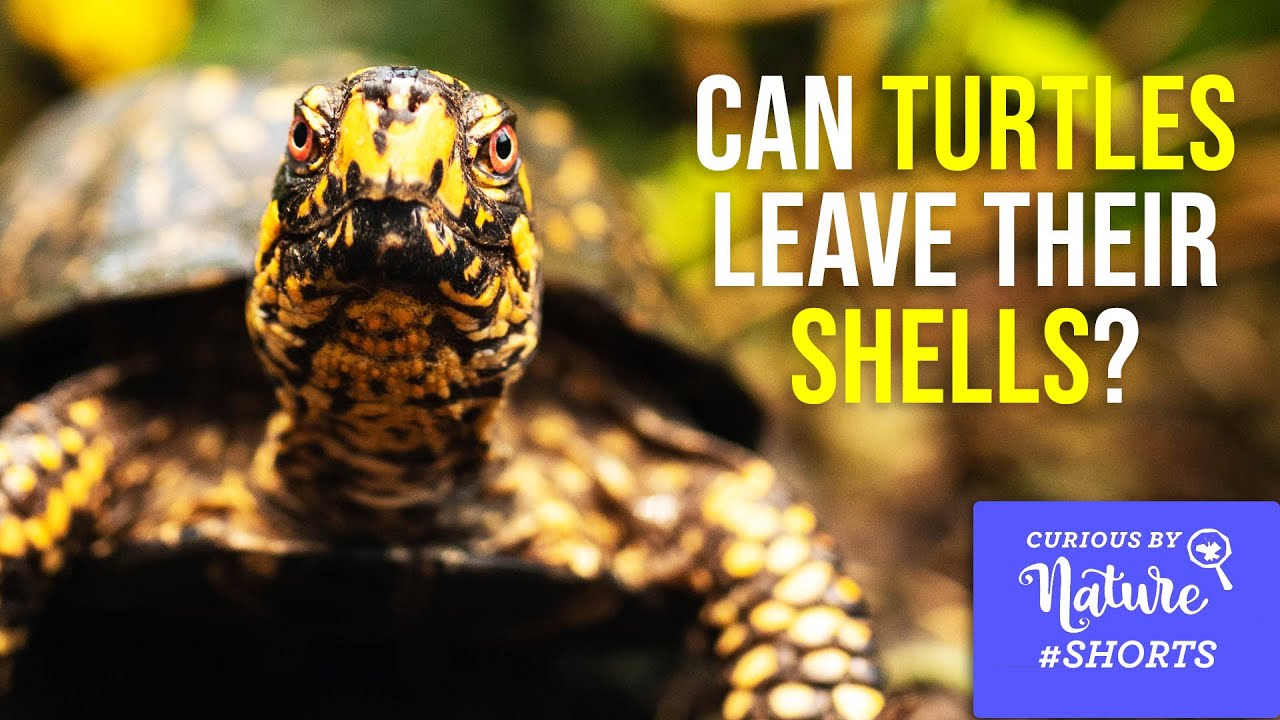 Can Turtles Leave Their Shells Behind? | 