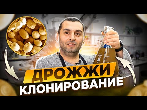 ДРОЖЖИ – "клонирование" дорогих штаммов в домашних условиях.