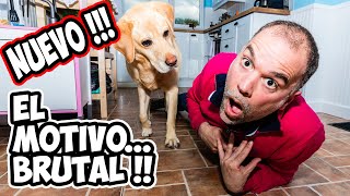 Fingiendo mi MUERTE delante de mi PERRO - REACCIÓN BRUTAL [El Porqué] by Adiestramiento Canino con EnricEnPositivo 38,731 views 4 years ago 6 minutes, 12 seconds