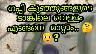 ഗപ്പി കുഞ്ഞുങ്ങളുടെ ടാങ്കിലെ വെള്ളം എങ്ങനെ  മാറ്റം, ||betta fish||fighter||guppy farm ||part=11||