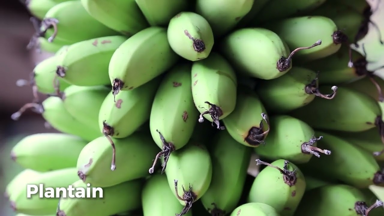 Sustainable Foraging 20 Edible Plants