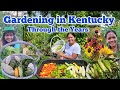 Gardening in kentucky through the years  plants that i have grown in my zone 7 kentucky garden