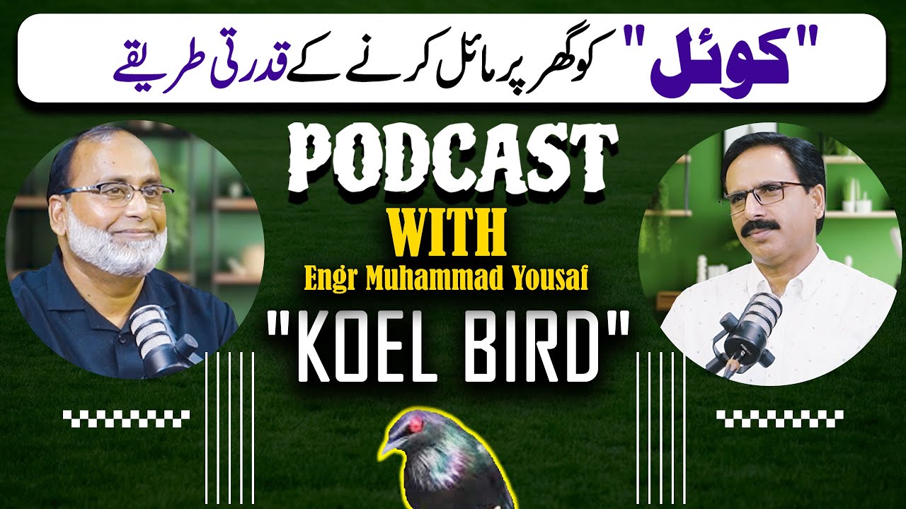 How To Attract a Koel Bird At Home Naturally | Engr Muhammad Yousaf | Gardening With Javed Iqbal
