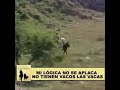 Quijote de la mancha se burla del lenguaje inclusivo