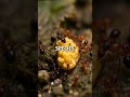 The Secret Life of Ants: Communities
