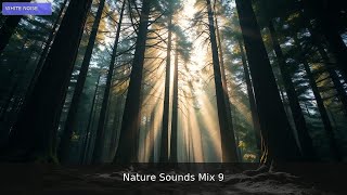 π² Tranquil Harmony πΏ | 1 Hour Forest Meditation Mix