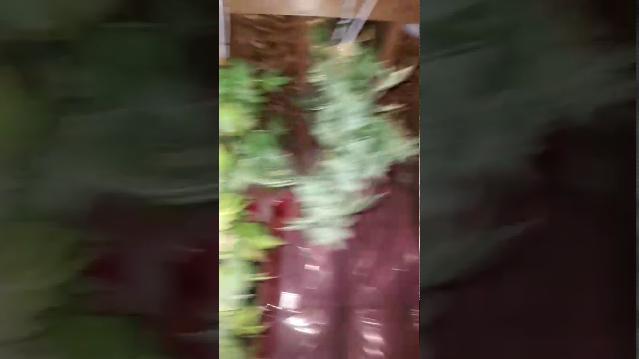 Bad Azz Kush , Barney's Farm