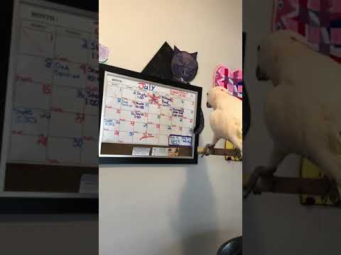 cockatoo price ph LoL