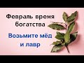 Февраль - время богатства. Возьмите лавровый лист и мёд.