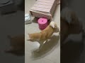 跟阿公玩球