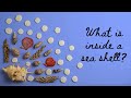 What is inside a seashellfacts about seashellvirals seashells cmuchmore
