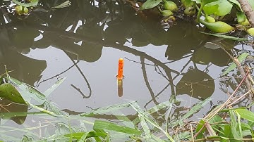 Cận cảnh cá lôi mất phao | câu cá giải trí