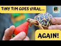 Adorable Tiny Tortoise Enjoys Birthday Snack | Australian Reptile Park