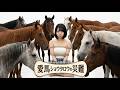 引退競走馬の末路 #競馬 #感動 #馬 #動物 #kinki