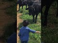 Hoje é dia de #tbt! "Papai olha a vaca aqui" 🤠❤️