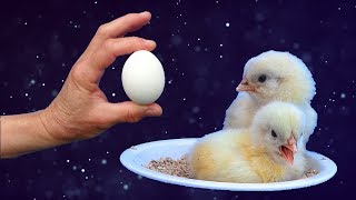 Éclosions dans le poulailler 2. Deux éclosions pour 2 mamans poules.