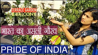 Pride of India Lagerstromia जरूल / तमन या सावनी के फूल आपकी भी शान में चार चाँद लगा देंगे