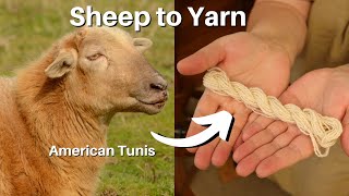 Wool To Yarn  Scour, Comb, & Spin  American Tunis Breed Study