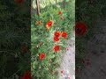 С каждым утром краше. More beautiful with each morning. Маки. Poppies. #маки #poppies #breese #ветер