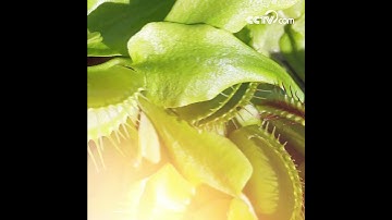 An unsuspecting fly trapped by a Venus Fly Trap| CCTV English