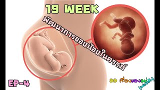 พัฒนาการทารกในครรภ์ ความสมบูรณ์และจุดสังเกตุ อายุครรภ์ 19 สัปดาห์ EP 4