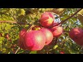 Осенний яблочный пейзаж:)  Яблоня зимнего срока созревания Эвелина (Apple Evelina). Обзор