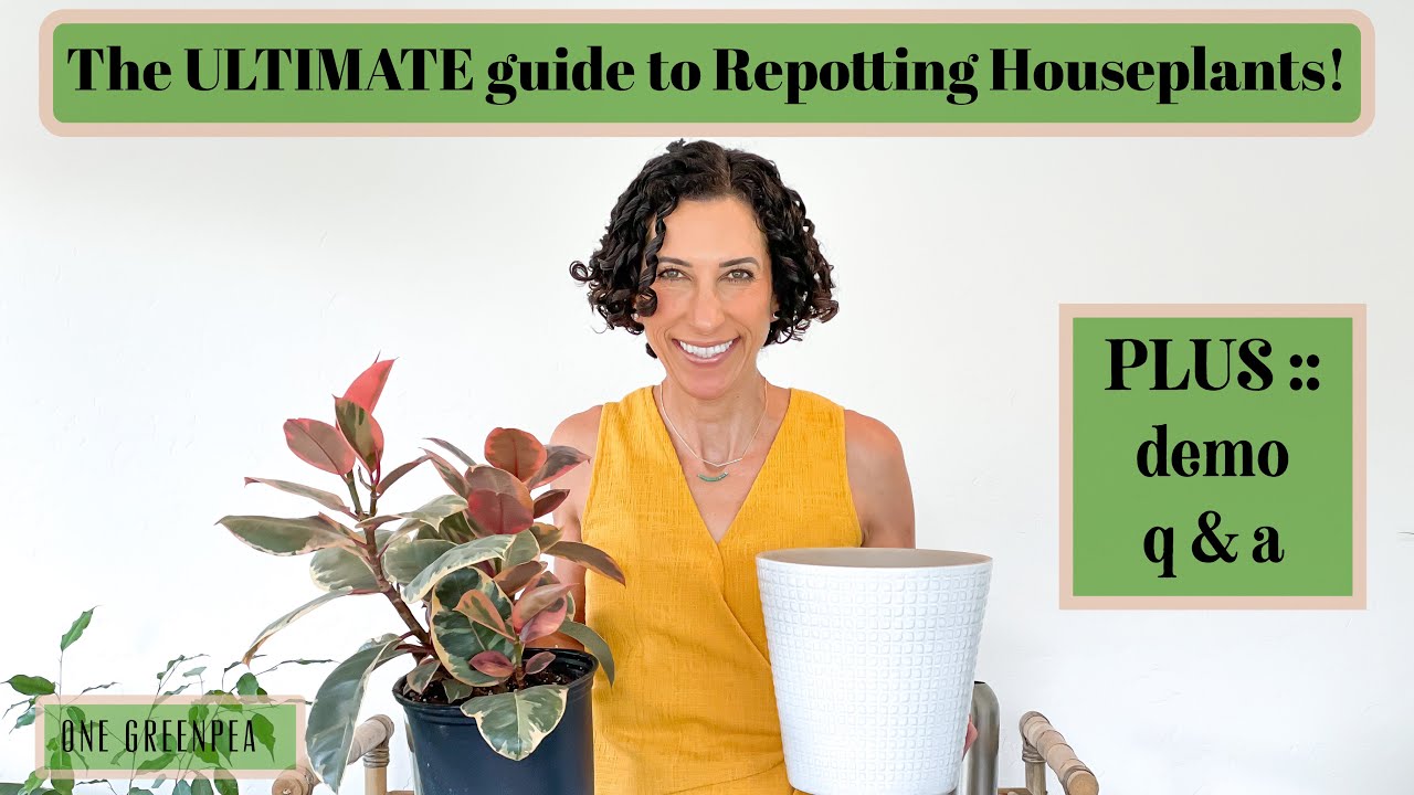 The ULTIMATE guide to Repotting Houseplants!