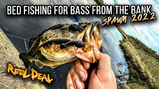 Bank Fishing For BIG BASS On BEDS With The Shaky Head Technique