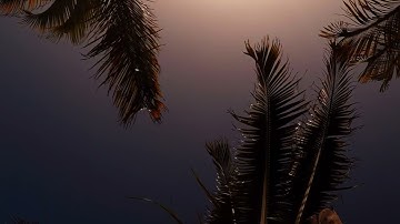 PALM TREE SUNSET Creative background LOOP | Full HD 1080