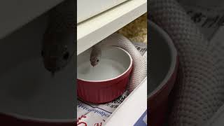 #amazinganimals