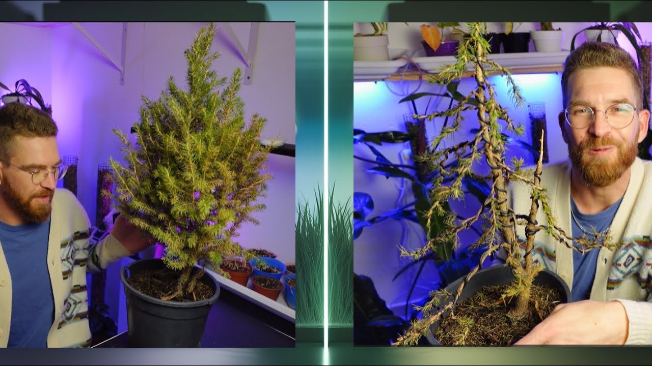 Transformación de Árbol de la BASURA a pre bonsai