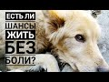 Обследовали Ральфа, какой есть выход?