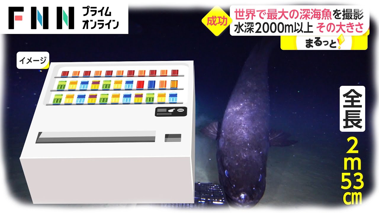 世界で最大の深海魚を撮影 水深00メートル以上 その大きさ Youtube