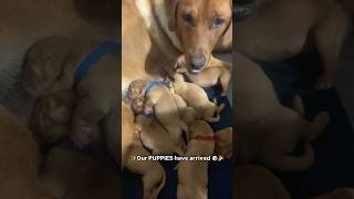 Puppies have arrived!✨🎉 CKC fox RED Labrador puppies just hours old!#puppy #labrador #labradorpuppy