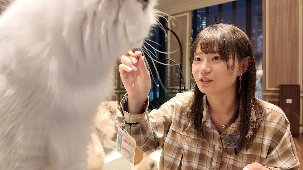 Поскольку его рейтинг популярности невысок, Ике-тян изо всех сил старается понравиться хотя бы ко...