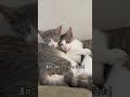 兄妹子猫たちの鳴き声の違い