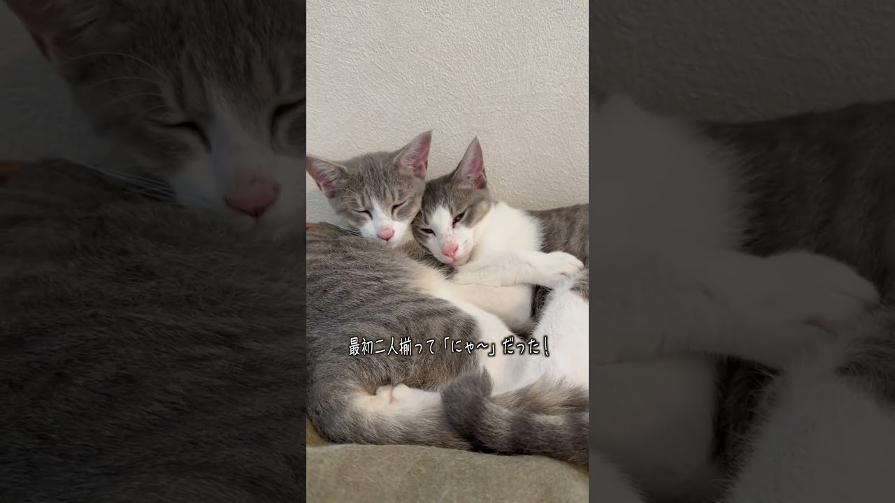 兄妹子猫たちの鳴き声の違い