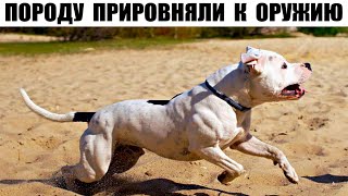 АРГЕНТИНСКИЙ ДОГ — Порода Собак Запрещенная Во Многих Странах Мира!