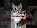 猫があなたを母親だと思っているサイン7選! #猫雑学 #ねこたんの解説