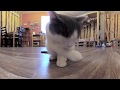 Завтрак котиков - видео в формате 360 из новосибирского котокафе